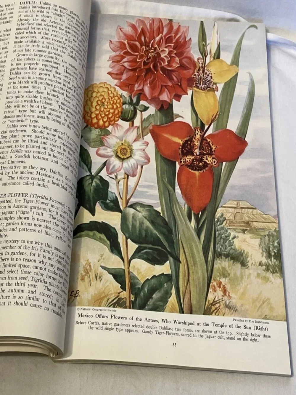 Vintage National Geographic Magazine July 1947 Vol 92 No 1 Mohawk River Garden